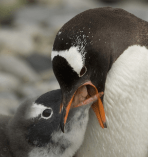 screen-shot-2016-12-03-at-8-47-35-am