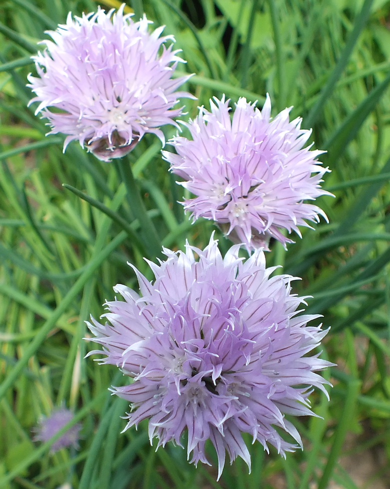 Screen Shot 2017-03-25 at 10.18.35 AM