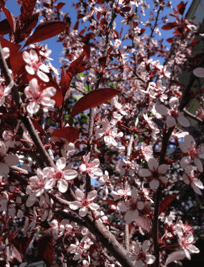 Screen Shot 2017-03-25 at 10.20.56 AM