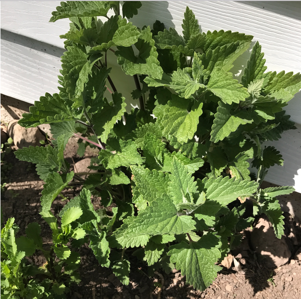 Screen Shot 2017-05-09 at 7.11.42 AM.png