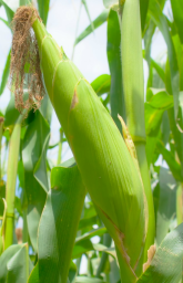 Screen Shot 2017-06-06 at 5.34.23 AM