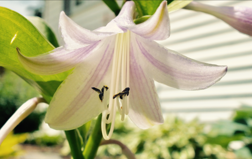 Screen Shot 2017-06-17 at 7.22.56 AM.png