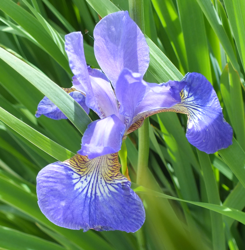 Screen Shot 2017-06-17 at 7.23.34 AM.png