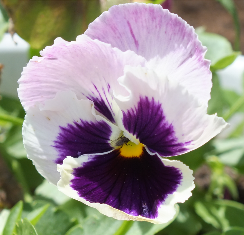 Screen Shot 2017-06-17 at 7.25.15 AM.png