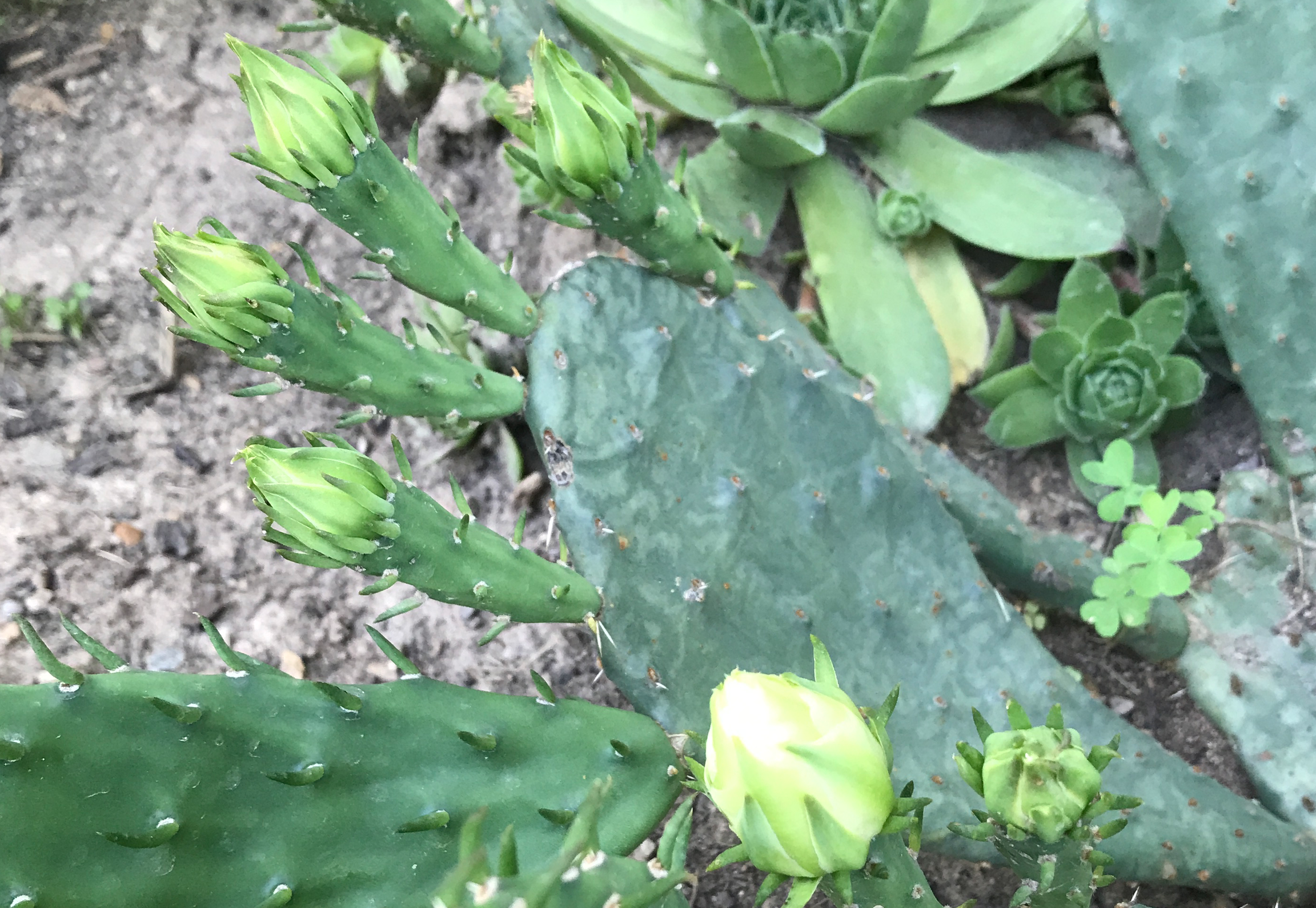 Screen Shot 2017-07-05 at 8.39.59 AM.png