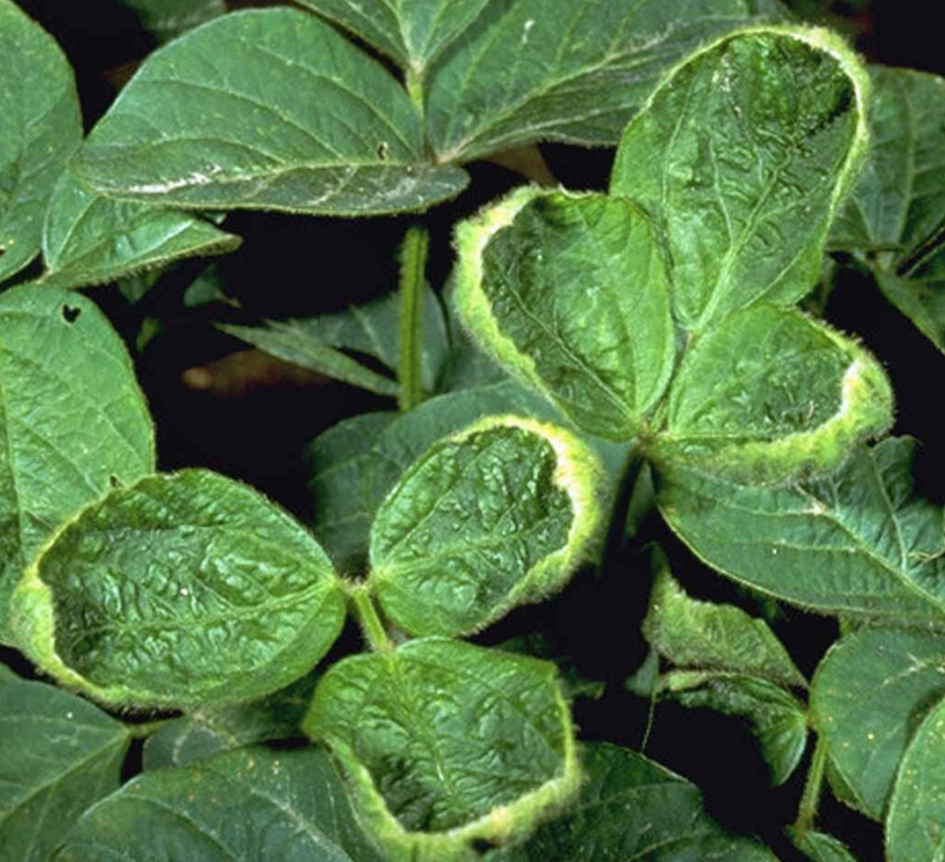 Screen Shot 2017-07-11 at 6.29.22 AM