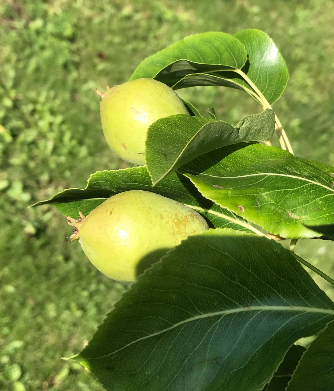 Screen Shot 2017-07-20 at 6.43.06 AM