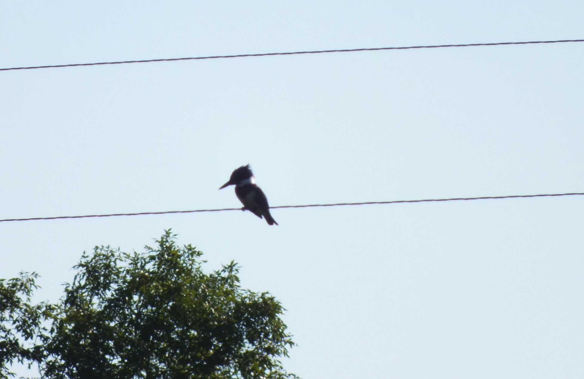 Screen Shot 2017-07-28 at 5.54.12 AM.png