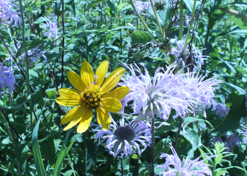 Screen Shot 2017-07-28 at 5.54.40 AM.png