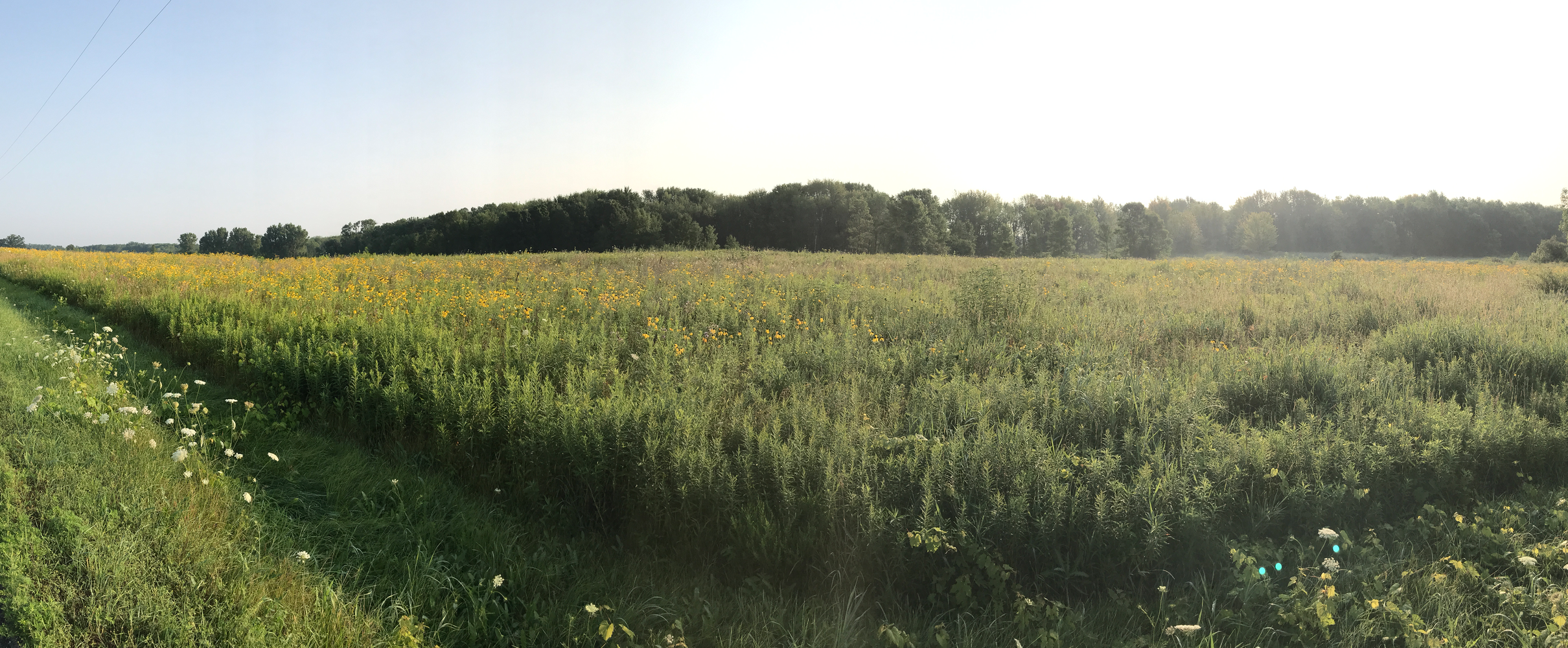 Screen Shot 2017-08-03 at 5.54.50 AM