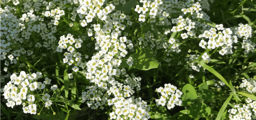 Screen Shot 2017-08-06 at 6.15.40 AM.png