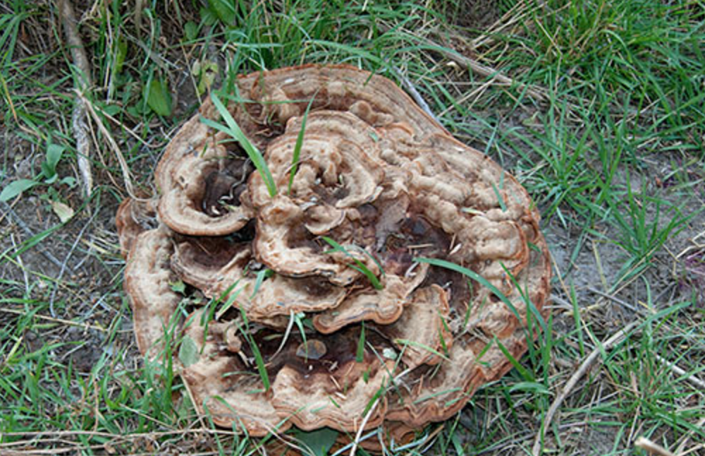 Screen Shot 2017-08-09 at 6.43.38 AM