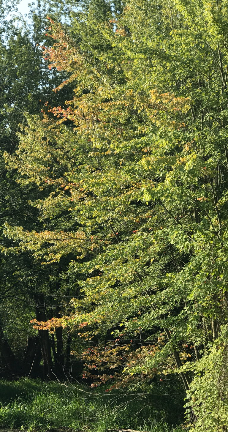 Screen Shot 2017-08-27 at 5.52.14 AM