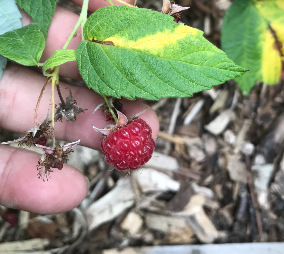 Screen Shot 2017-08-27 at 5.52.49 AM