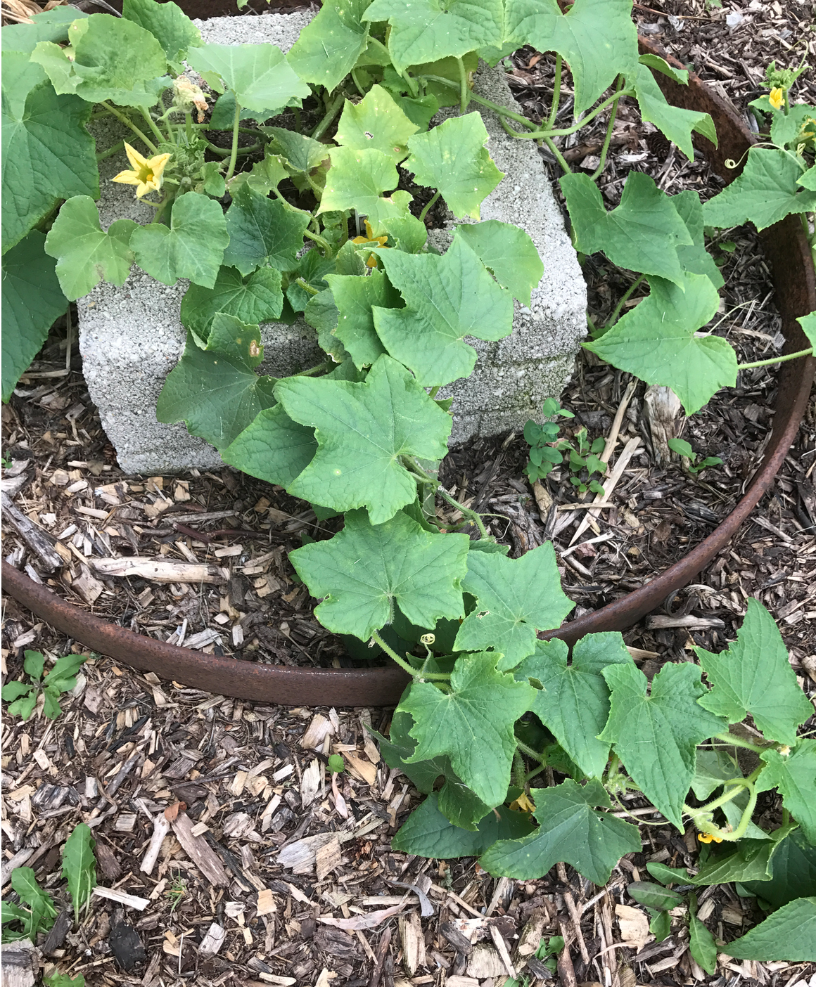 Screen Shot 2017-08-27 at 5.53.14 AM