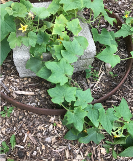 Screen Shot 2017-08-27 at 5.53.14 AM