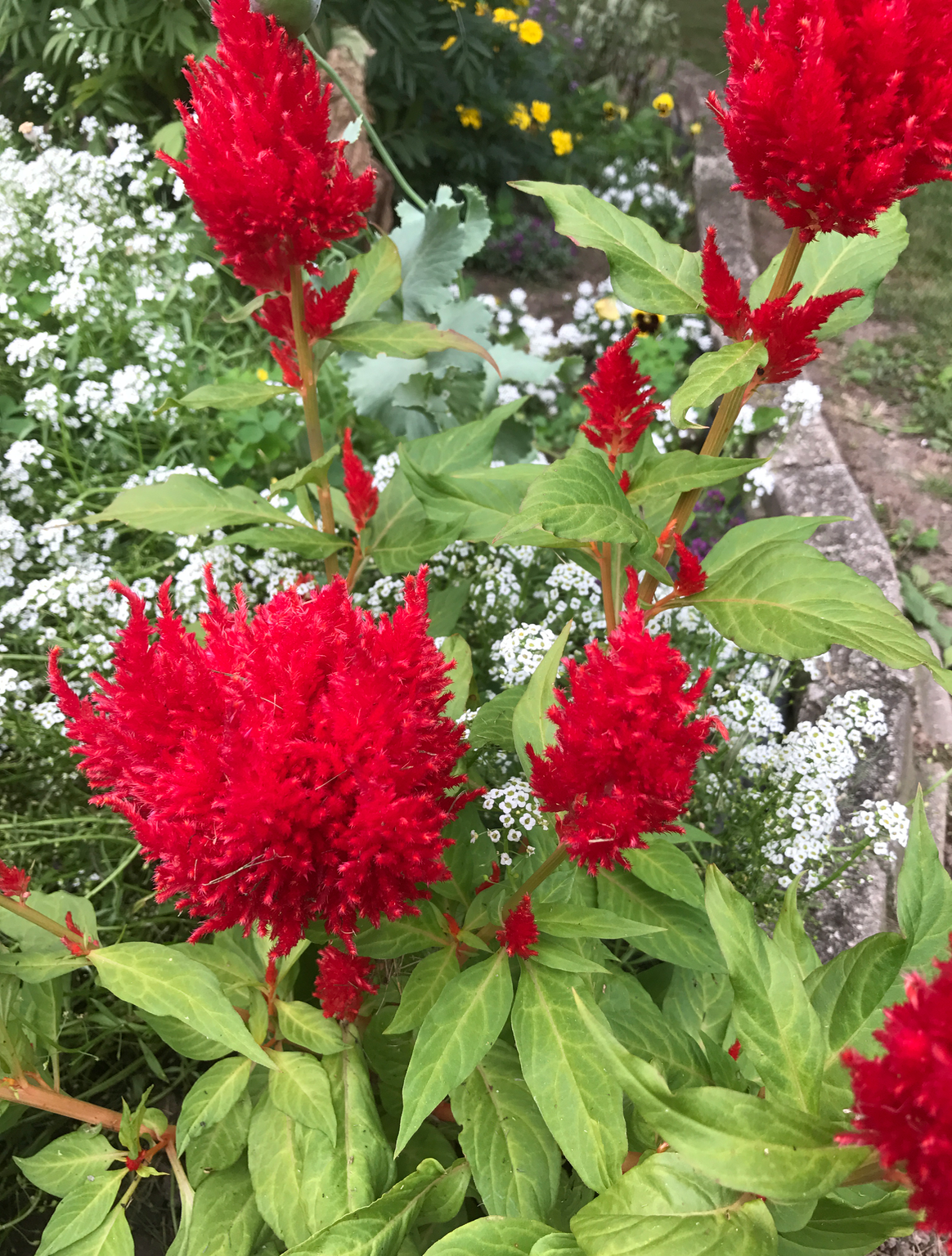 Screen Shot 2017-08-27 at 5.53.24 AM