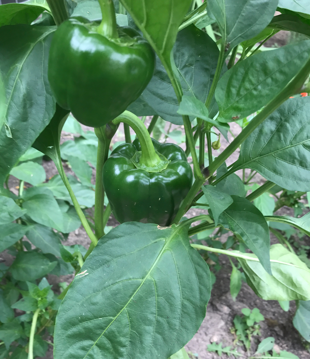 Screen Shot 2017-08-27 at 5.53.35 AM