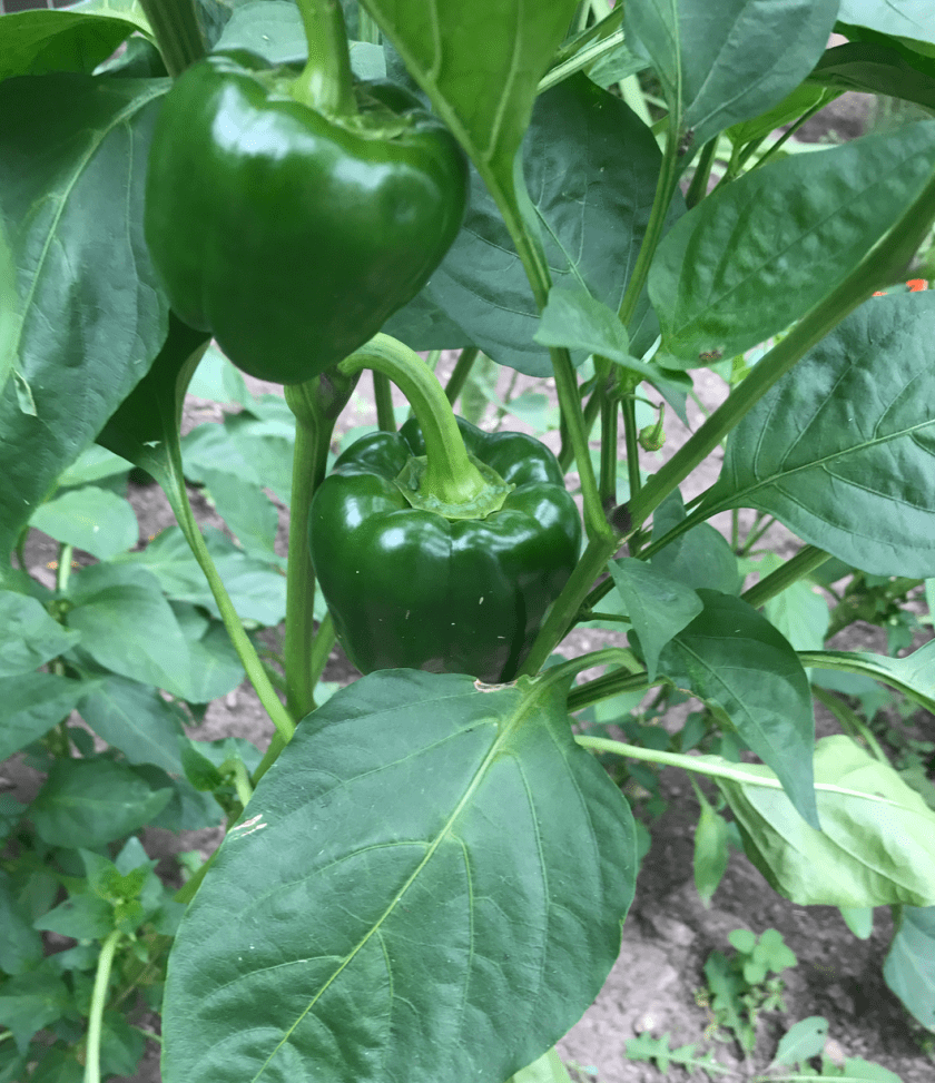 Screen Shot 2017-08-27 at 5.53.35 AM