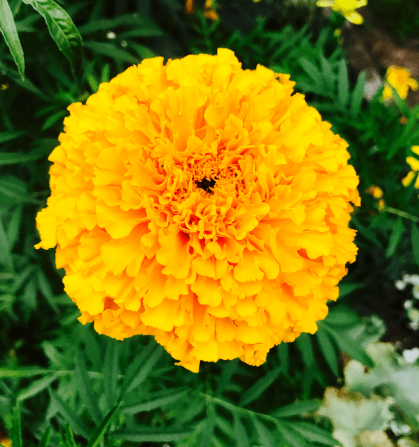 Screen Shot 2017-08-27 at 5.54.10 AM