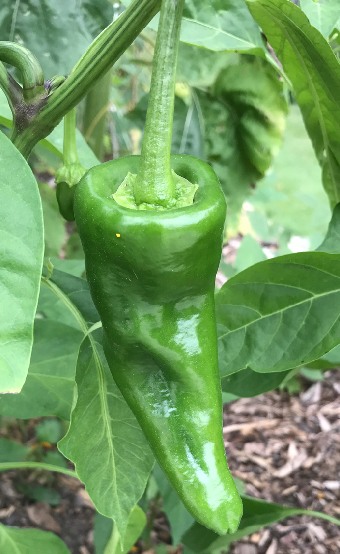 Screen Shot 2017-08-27 at 5.55.05 AM