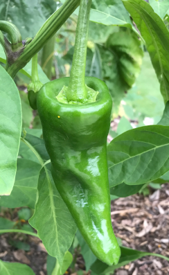 Screen Shot 2017-08-27 at 5.55.05 AM