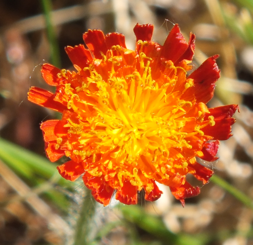 Screen Shot 2017-10-15 at 7.01.00 AM