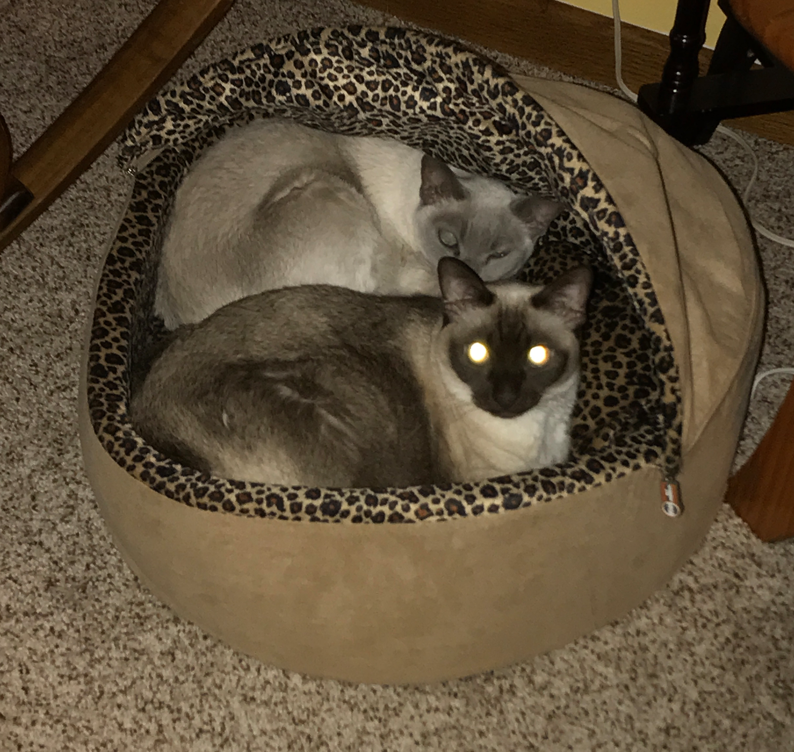 Screen Shot 2017-12-23 at 5.45.08 AM