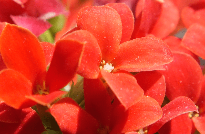 Screen Shot 2018-03-20 at 1.10.42 PM