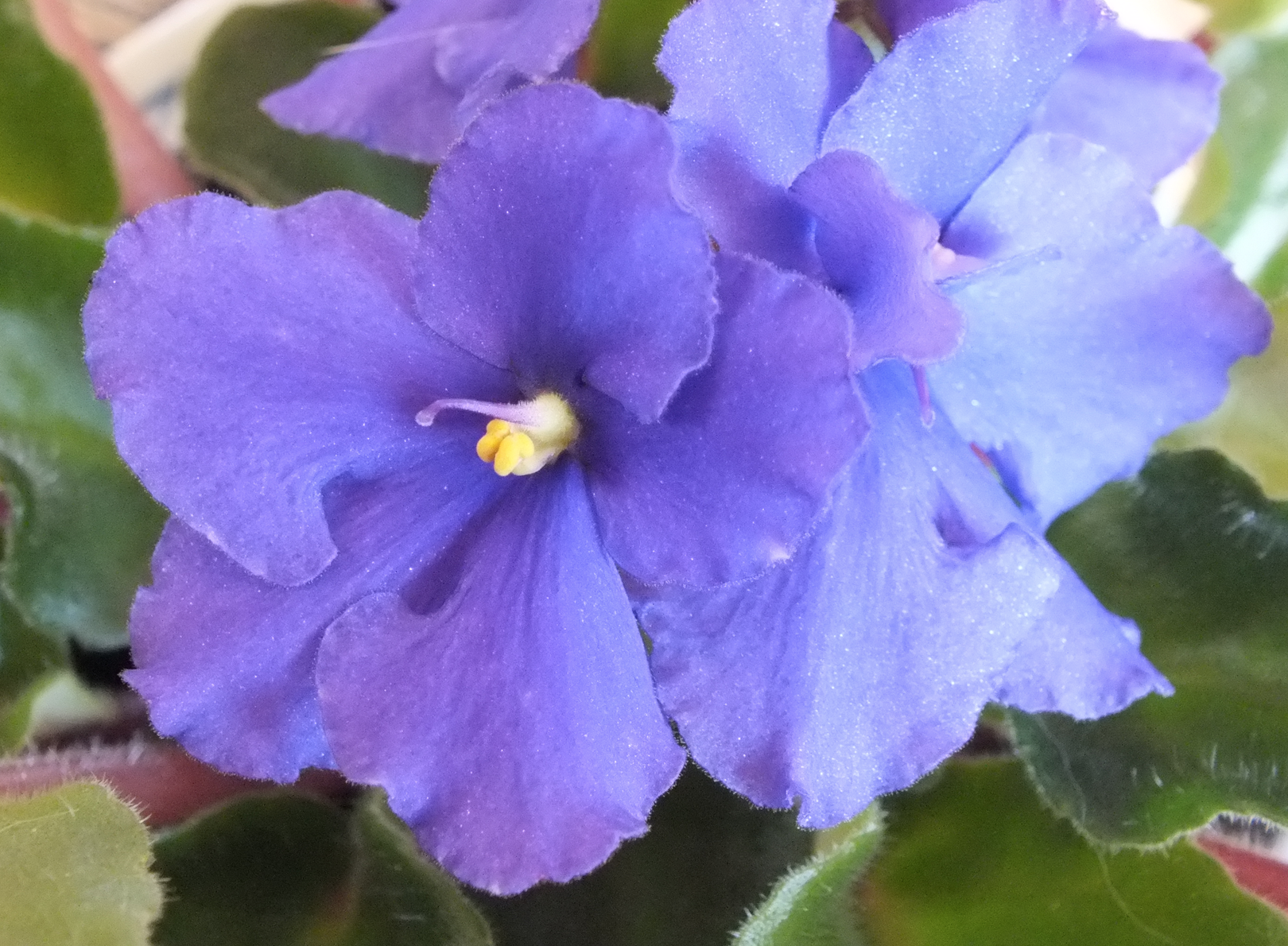 Screen Shot 2018-03-20 at 1.10.54 PM