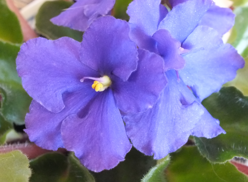 Screen Shot 2018-03-20 at 1.10.54 PM