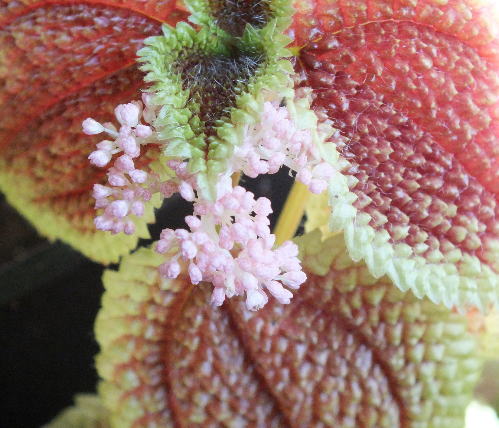 Screen Shot 2018-03-20 at 1.11.15 PM