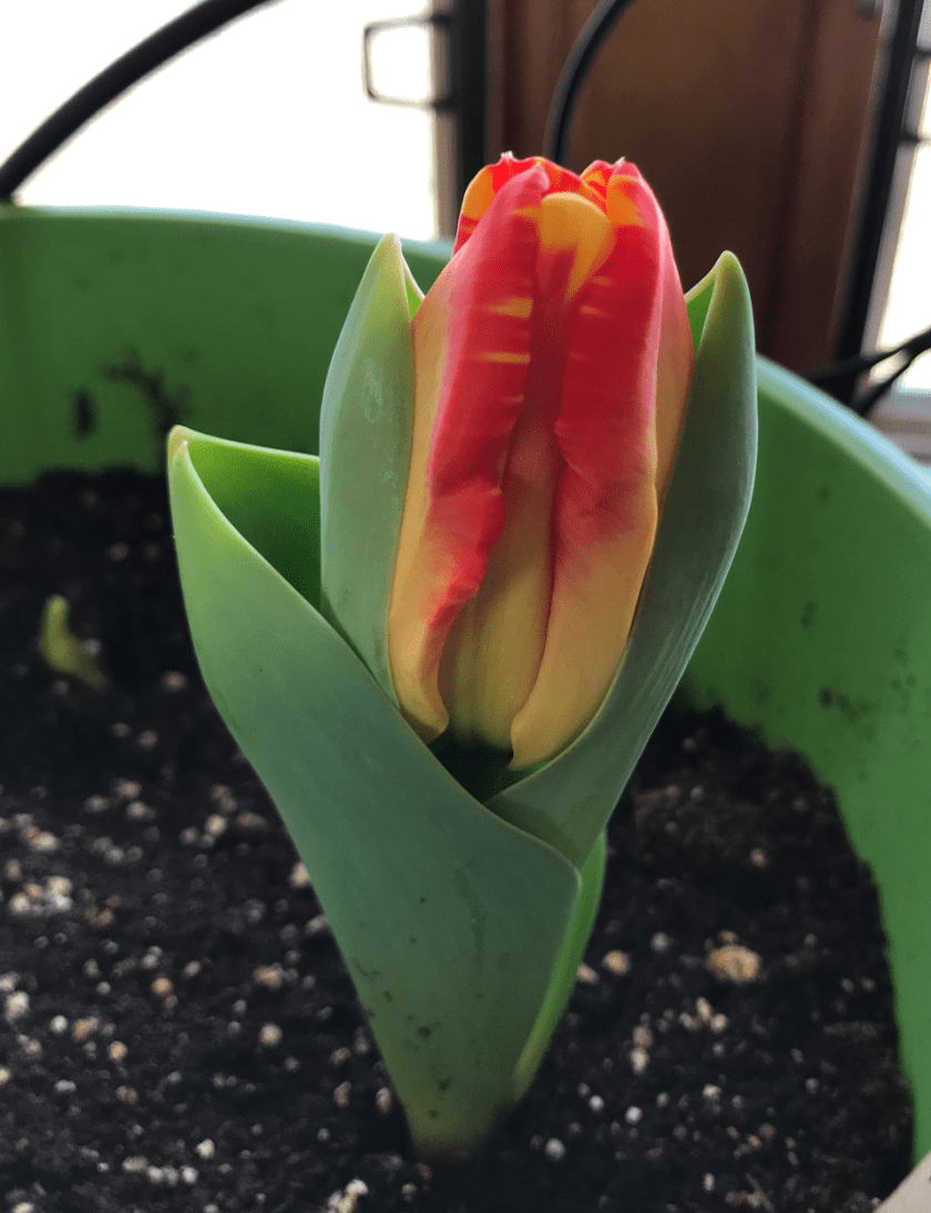 Screen Shot 2018-03-31 at 6.41.27 AM