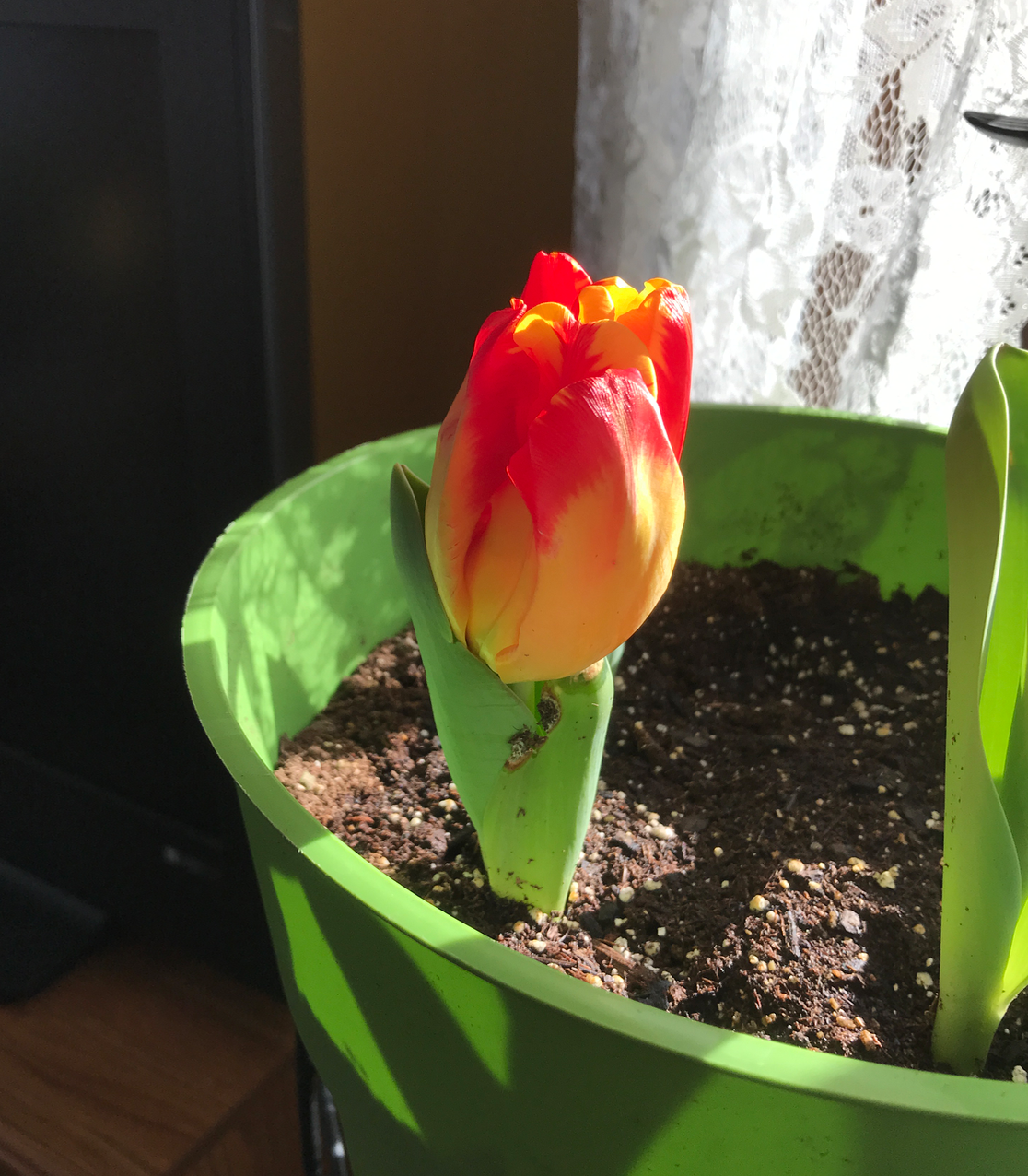 Screen Shot 2018-04-07 at 6.44.56 AM