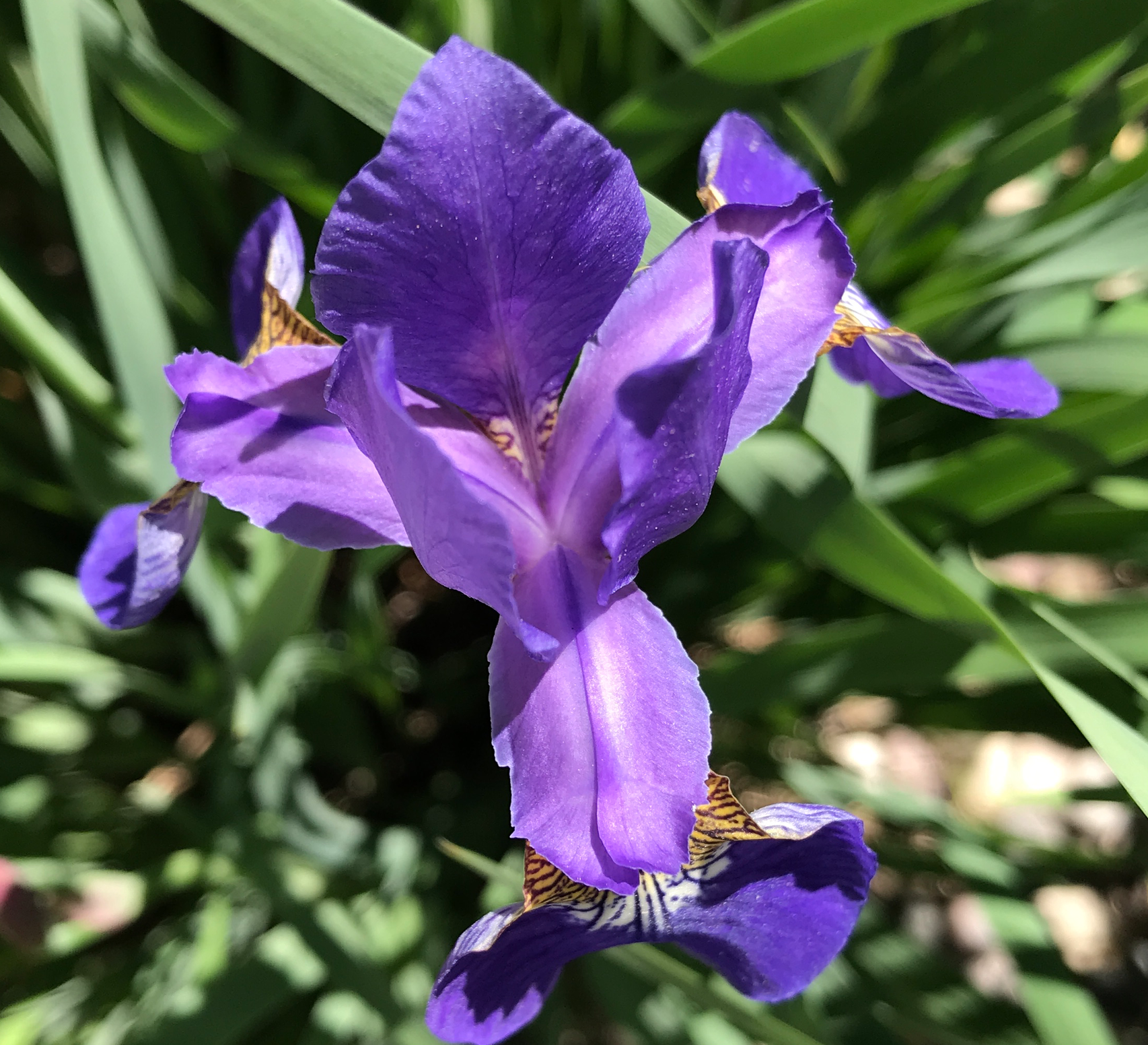 Screen Shot 2018-06-02 at 7.40.59 AM