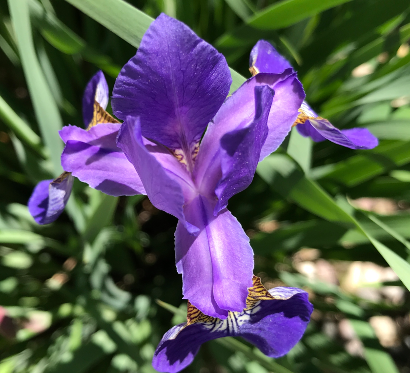 Screen Shot 2018-06-02 at 7.40.59 AM