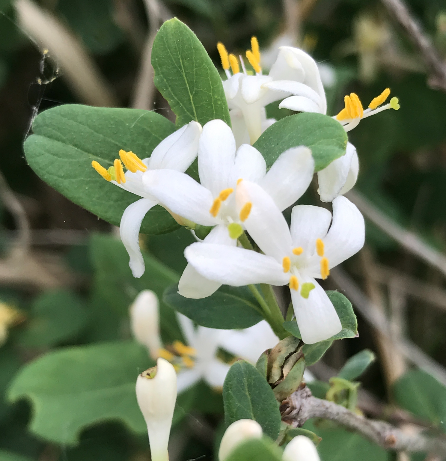 Screen Shot 2018-06-02 at 7.41.47 AM