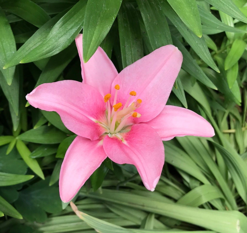 Screen Shot 2018-06-22 at 6.55.52 AM.png