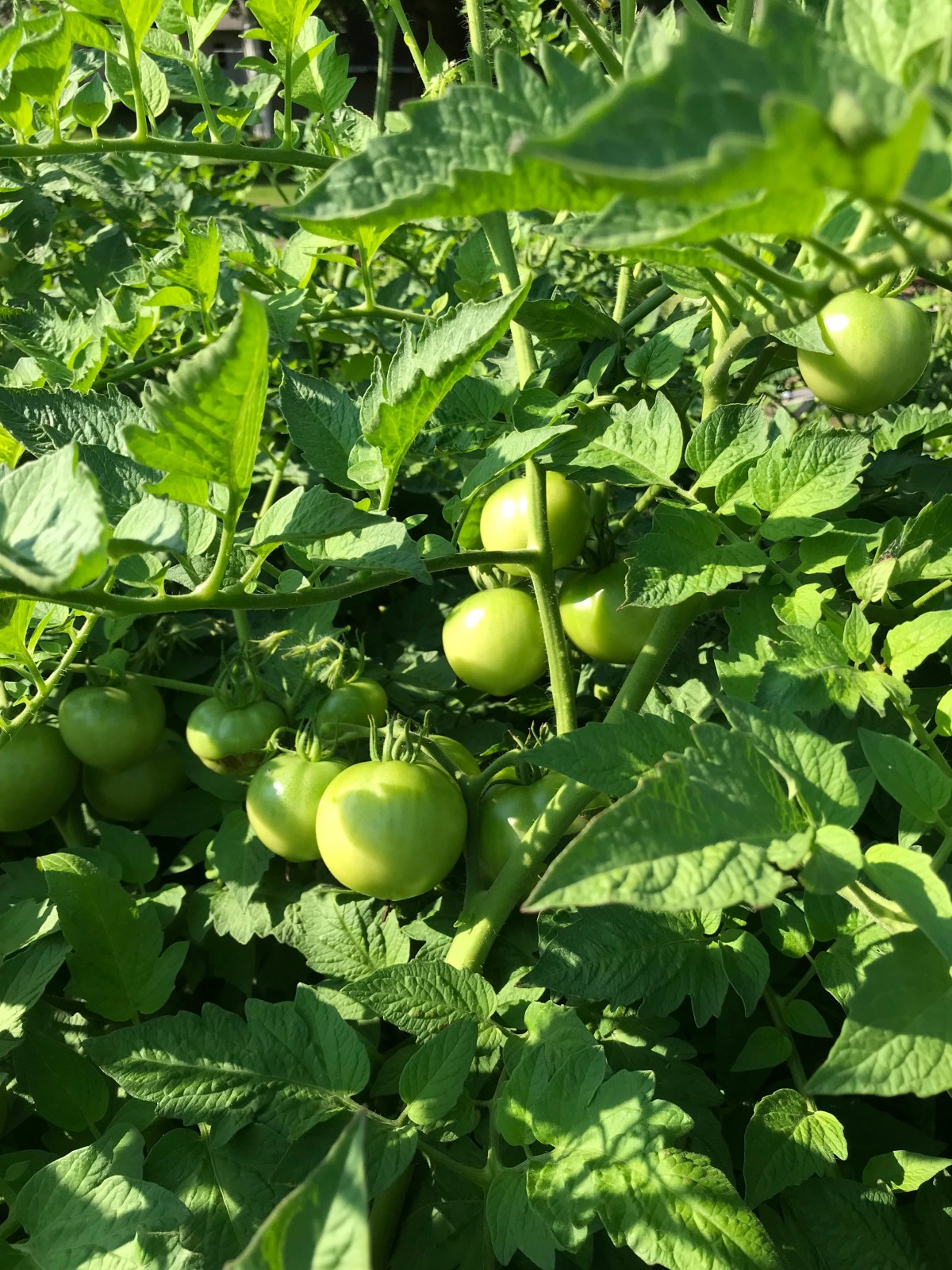 Gardening: Tomatoes!!! We got&nbsp;Tomatoes!!!