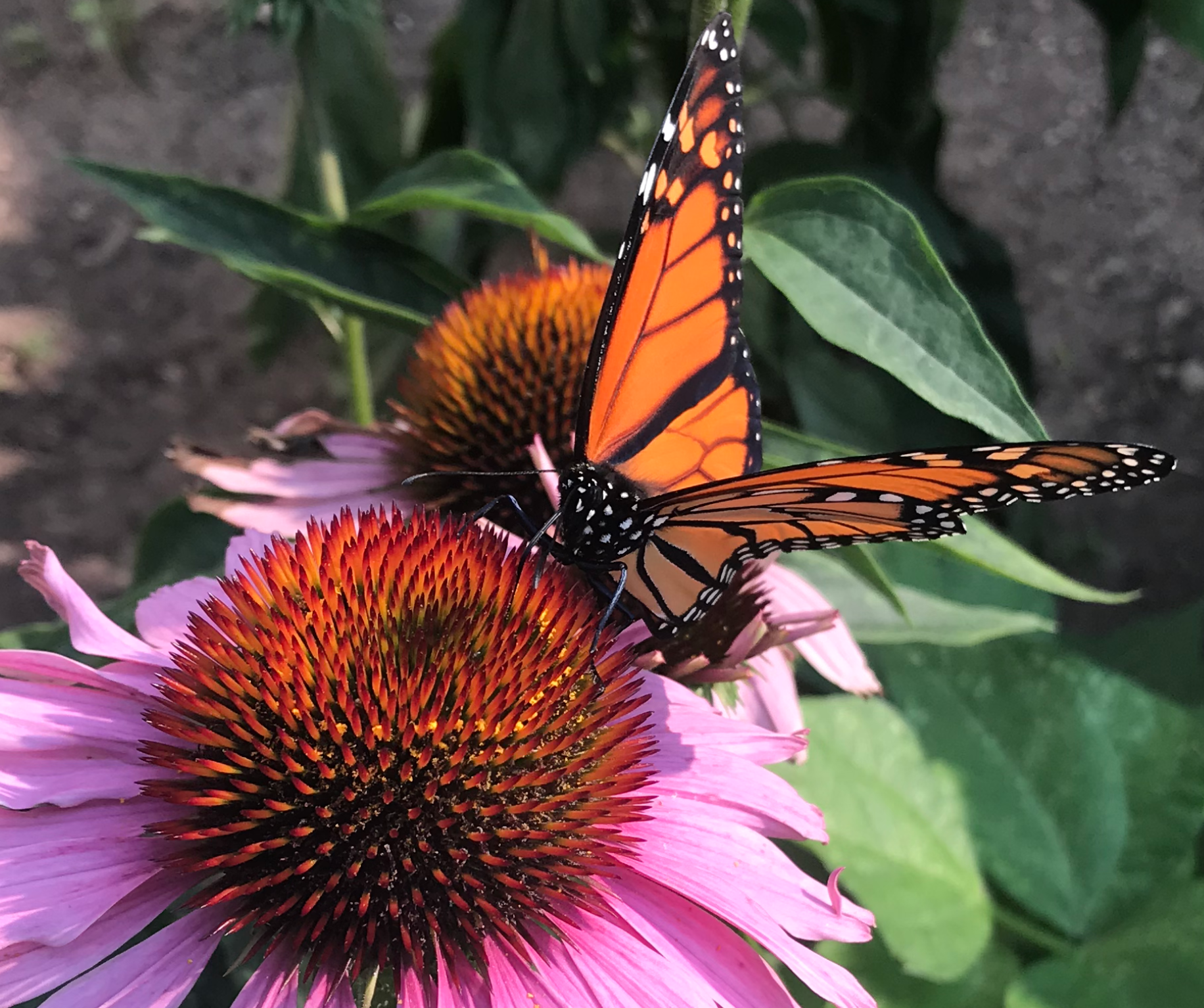 Screen Shot 2018-08-14 at 6.31.36 AM.png