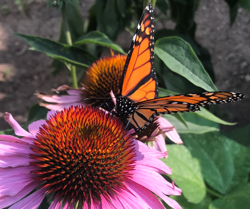 Screen Shot 2018-08-14 at 6.31.36 AM.png