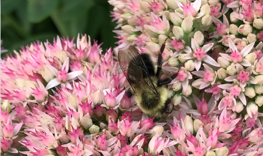 Screen Shot 2018-09-09 at 5.38.25 AM.png