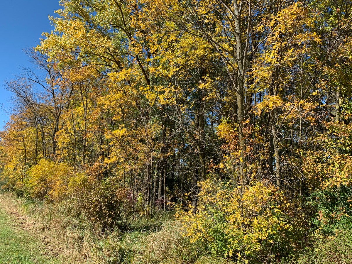 Autumn and Garage Sale&nbsp;Find