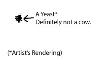 yeast not cow